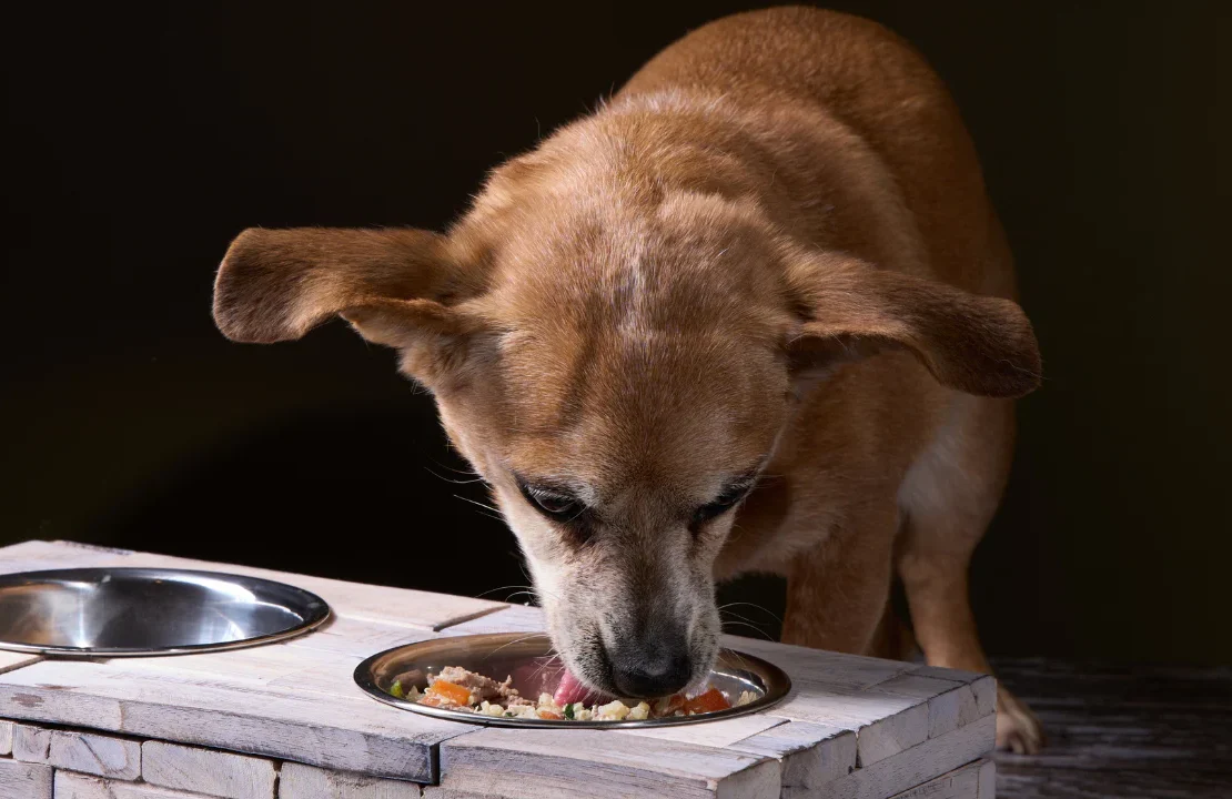 Wellness complete health best food dog
