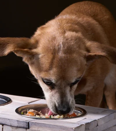Wellness complete health best food dog