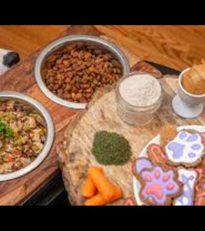 Stella and Chewy's raw blend dog food: the ultimate Nutrition for Pets